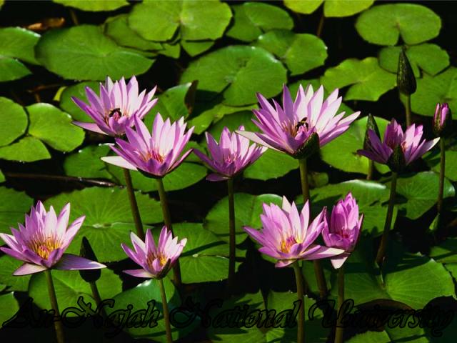 Water lilies 7
